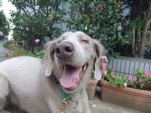 3月25日 犬との会話