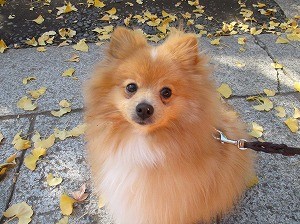 11月19日 お散歩