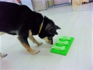 7月26日 オヤツ探し