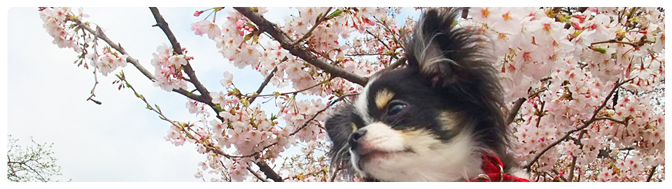 犬の専門学校でドッグトレーナー・インストラクターになる夢を叶えませんか？