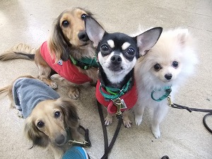 12月10日 犬の1日