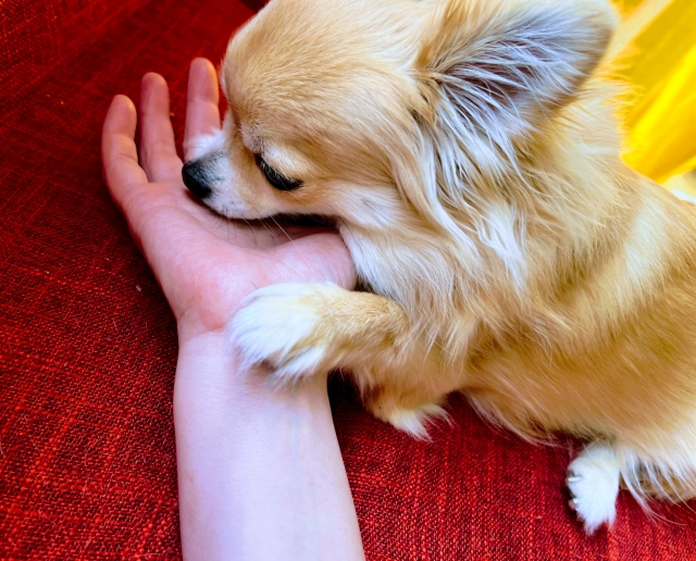 １０月２８日　匂いから感情が分かる