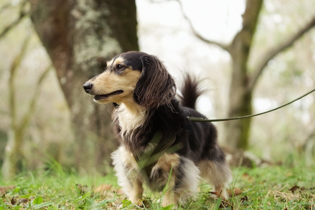 １１月９日　犬のストレス解消