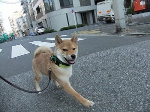 １１月２９日　お散歩マナー