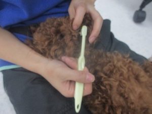 １月１２日　ハミガキ