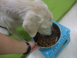 ２月１６日　ドッグフード