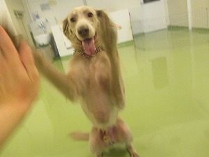 ２月１６日　ドッグフード