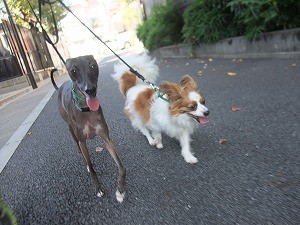 ３月２３日　お散歩にて