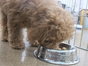 ４月２１日　フード管理