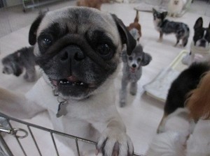 ５月１日　犬からのSOS