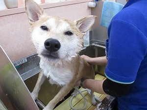 ５月１３日　シャンプー