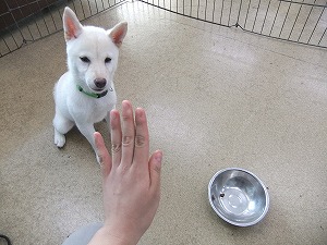６月１日　犬は視力が悪い？