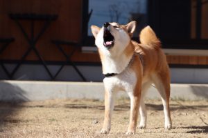 ６月８日　今はおバカで昔はお利口？