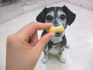 ８月１０日　オヤツについて