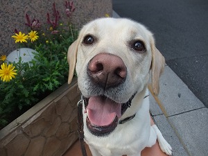 犬を迎える時の選択肢
