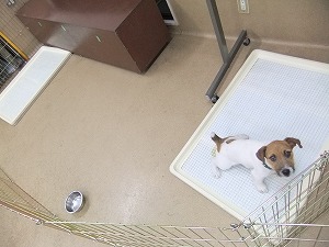 7月17日 ドッグトレーナー