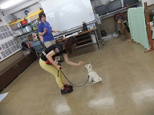 トリーツのあげ方