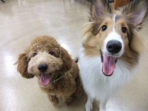 11月1日　犬同士で遊ぶこと