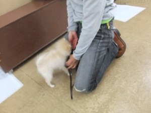 11月26日 パピートレーニング