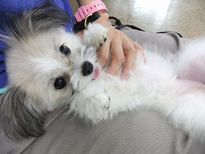 12月9日 犬のアピールを理解する