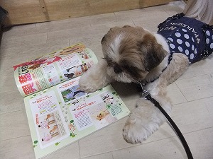 12月31日　犬を飼うということ
