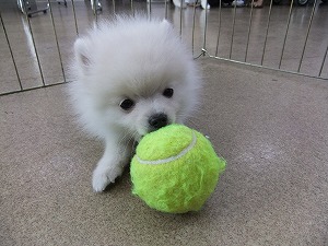 12月27日　素敵な飼い主