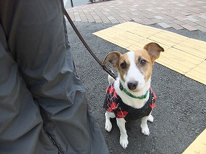 12月29日　犬種の特性