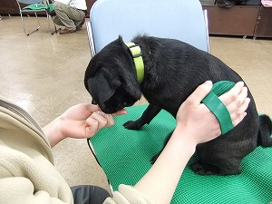 12月8日 ブラッシング慣れ