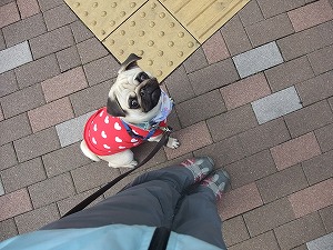 1月18日　吠える」という行動