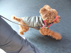1月16日　犬と暮らすということ