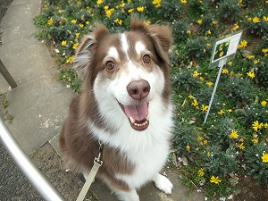 犬を飼おうと思ったら