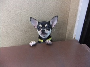 2月24日 愛犬に子犬を生ませること