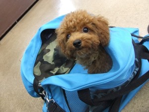 飼主さん次第！