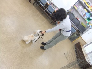 3月5日　お座り待ての特訓