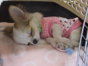 4月20日　犬を飼う前に