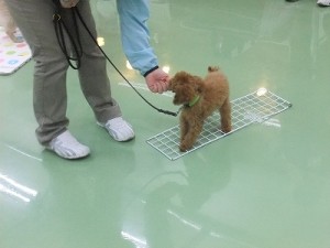 いろんな足場に慣れよう！