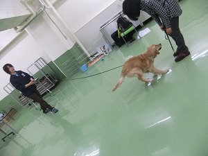 「おいで」