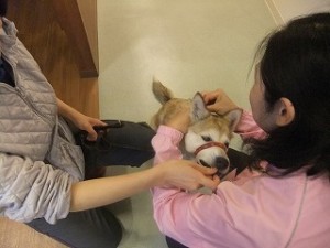 お散歩でもしつけ