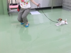 だるまさん転んだ？