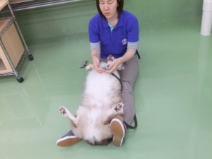 お利口さん♪