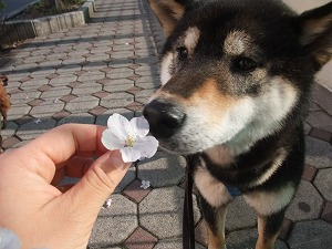 「飼い主は犬のライフプランナー
