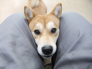 吠えを考える