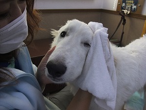 清潔に保つ