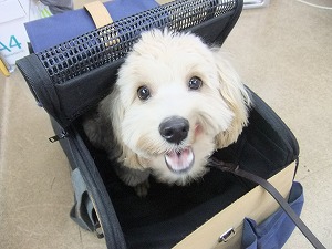 飼主さんとの絆