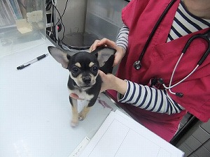 ノミ、ダニ予防 