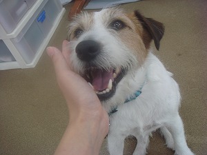 犬の幸せって