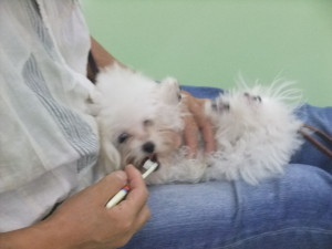 犬だって歯磨き