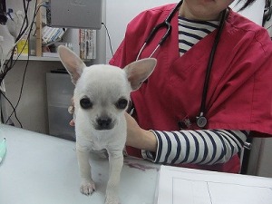 ノミ、ダニ予防