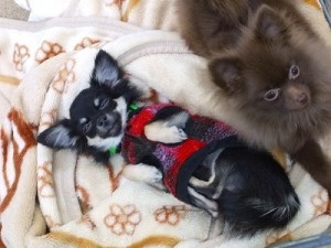 クレートトレーニングで、犬も人も快適！