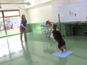 ｋ９ゲーム 